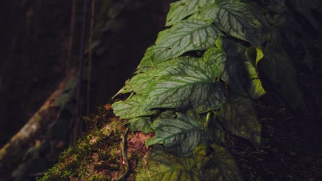 closeup thick moss blankets the vast buttress roots of a towering tree in peru’s amazon rainforest with a carpet jungle vine