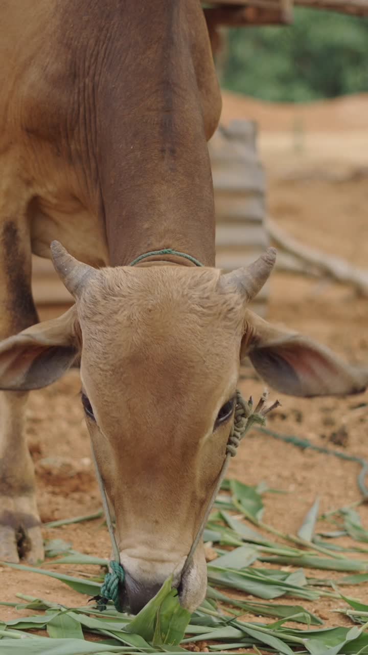 Vacca che mangia erba