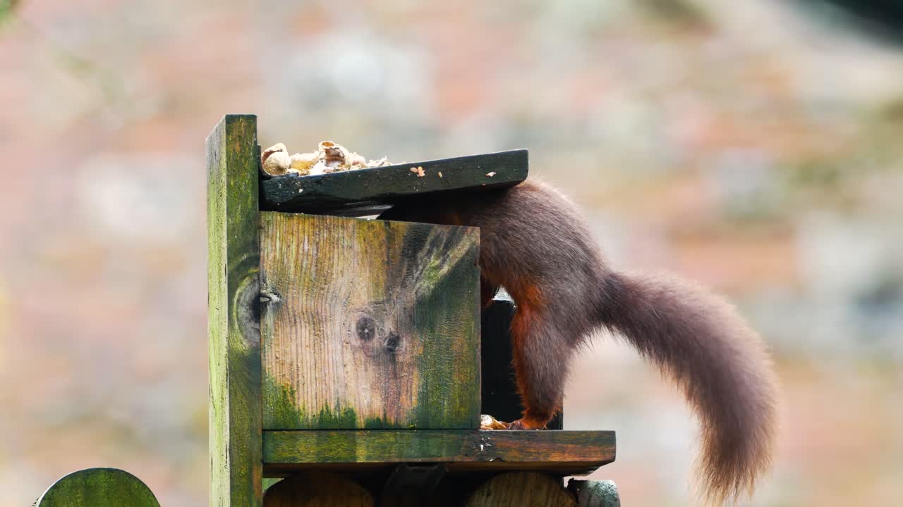 ardilla roja visitando la caja de alimentación en un jardín en cumbria