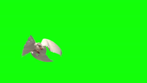 dove flying on green screen background