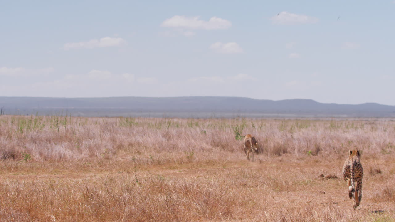 Campo lunghissimo di due ghepardi che inseguono una preda nella savana.