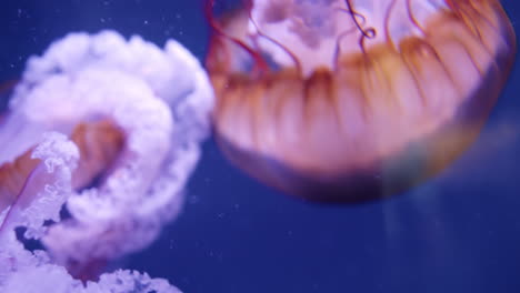 medusas en el acuario