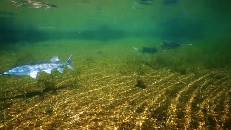 a school of paddlefish is seen swimming through murky waters