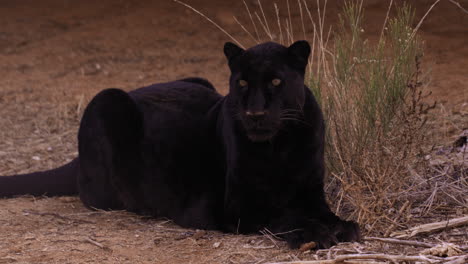 Schwarzer-Leopard-Legt-Sich-In-Bewaldetem-Gebiet-Stramm-Hin-–-Fokus-In-Den-Augen-–-Totalaufnahme