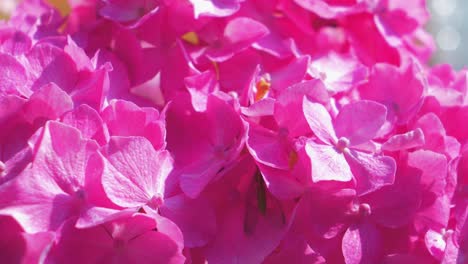 vibrant and beautiful pink hydrangea flowers on a sunny summer day, close up shot