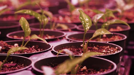 growing potted plants under a pink grow light