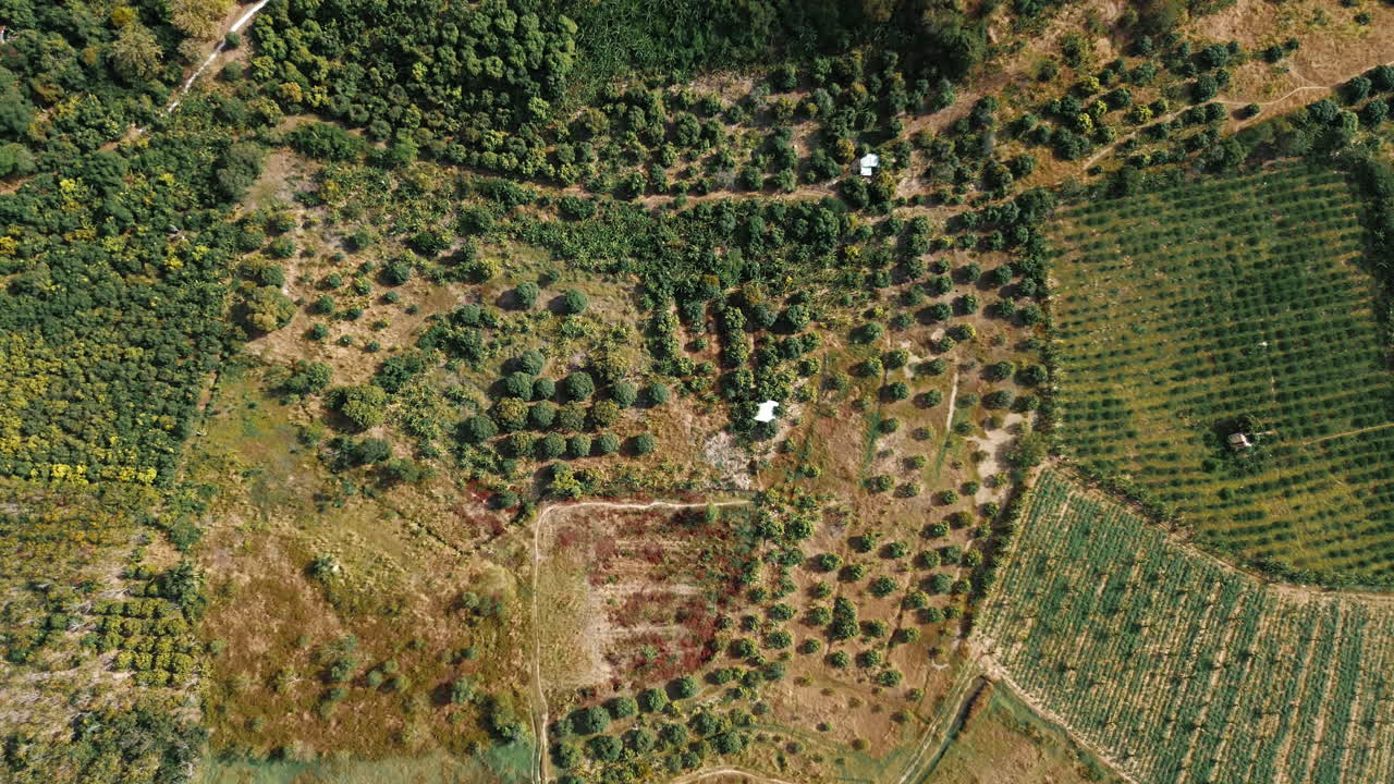 Aerial View of Agricultural Land with Plantations and Orchards