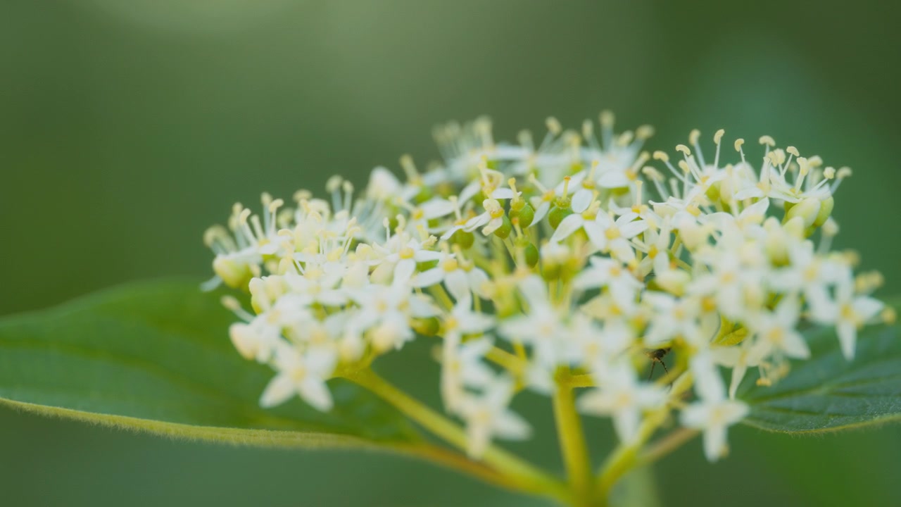 Fiore con piccoli petali bianchi.