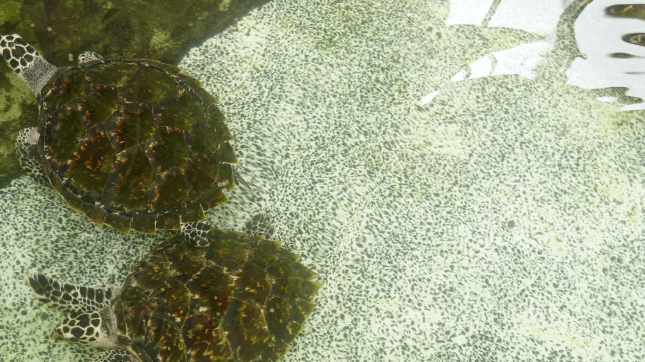 Underwater conservation protecting endangered turtles marine sanctuaries and wildlife habitats