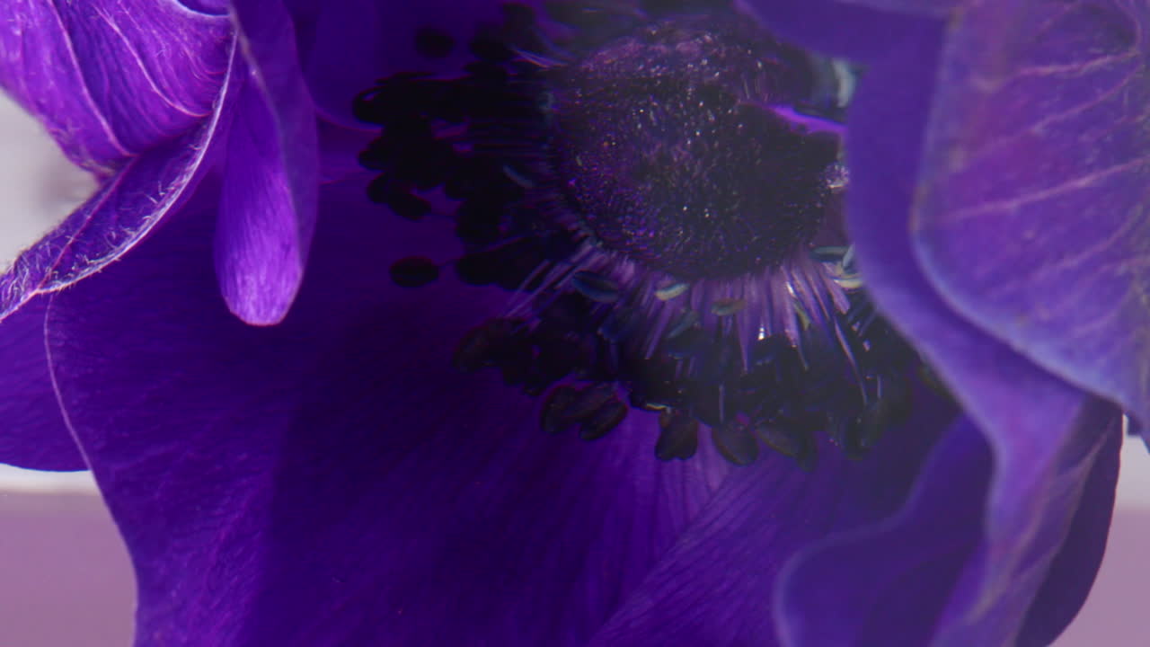 крупный план цветка фиолетовой анемоны