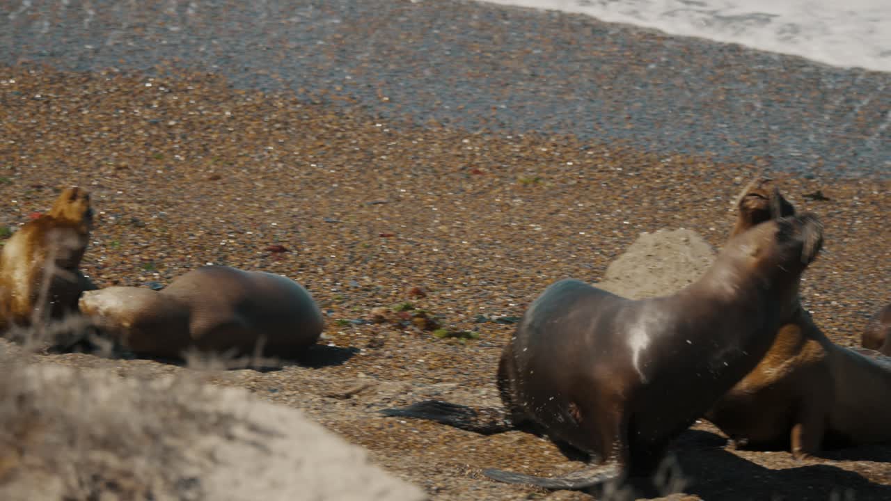 las olas espumosas bañan la costa con leones marinos en la península de valdes, patagonia, argentina.