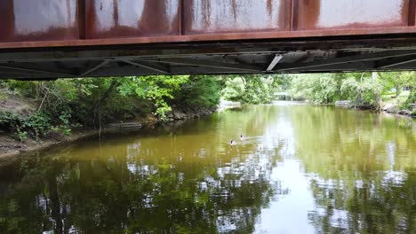 Gansos-Nadando-En-La-Superficie-Del-Río-Cedro-Rojo