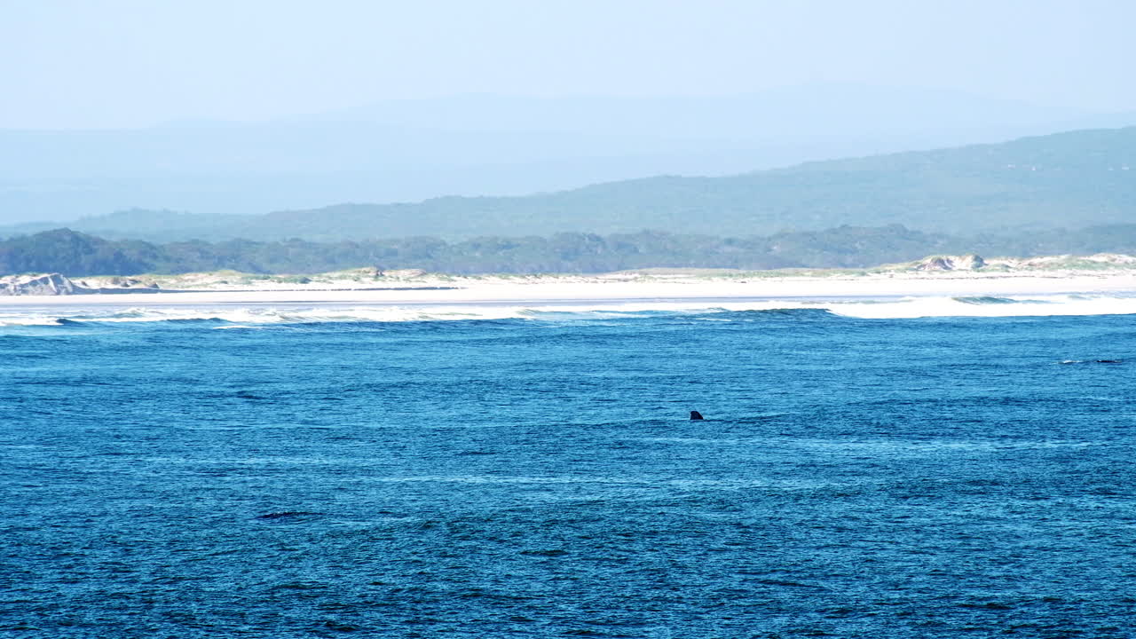 워커 만, 헤르마누스의 대서양 해역에서 놀고 있는 남쪽 오른쪽 고래