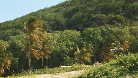 a wonderful scenery of a palm trees with hill in the background in curacao - wide shot