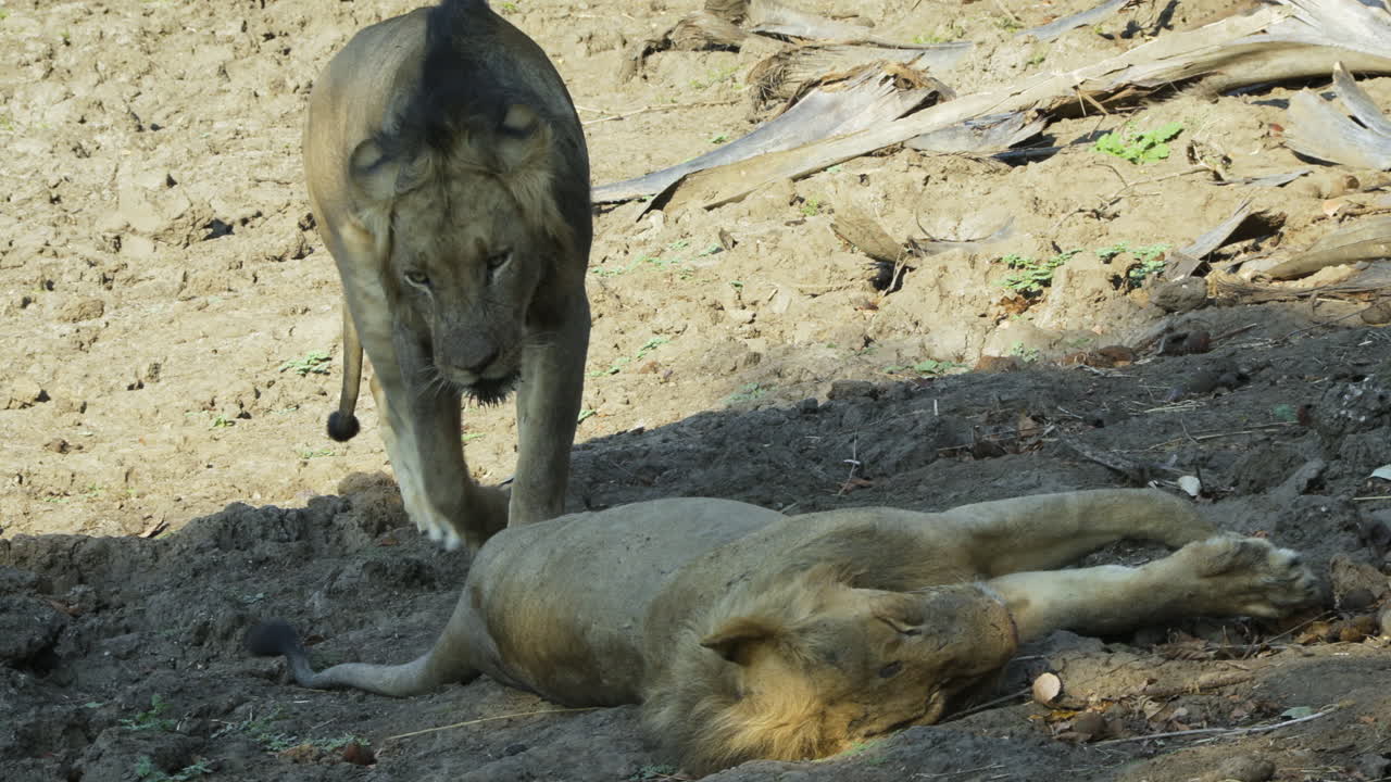 dos leones machos durmiendo uno detrás del otro en la sabana africana