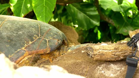 Cabeza-De-Tortuga-Marina-Que-Aparece-Detrás-Del-Registro,-En-La-Playa-En-Seychelles,-áfrica