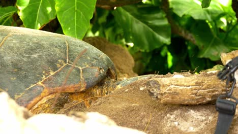cabeza de tortuga marina que aparece detrás del registro, en la playa en seychelles, áfrica