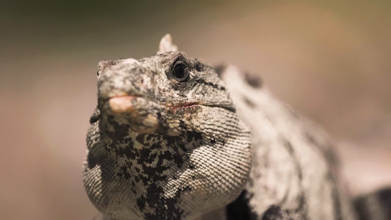 Animal Iguana 4k close to the camera