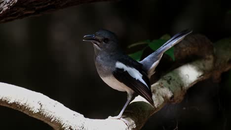 gesehen unter dem schatten versteckt sich vor dem harten nachmittagssonnenlicht, chirps und hopfen nach unten, um weg zu gehen, orientalische magpie-robin copsychus saularis, weiblich, thailand