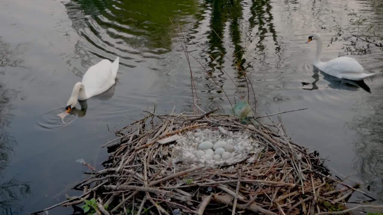 White swans hatching eggs on a nest on wildlife lake