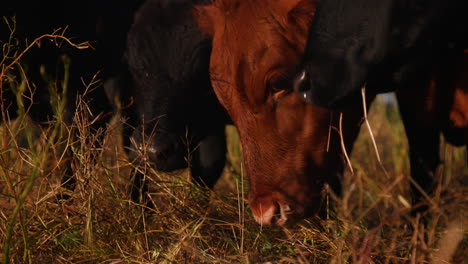 Nahaufnahme-Einer-Herde-Freilaufender-Kühe,-Die-Während-Der-Goldenen-Stunde-Auf-Einer-Viehfarm-Grasen