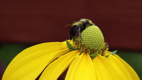 Kleine-Biene-Bestäubt-Gelbe-Blume