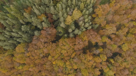 aerial: fly above a forest