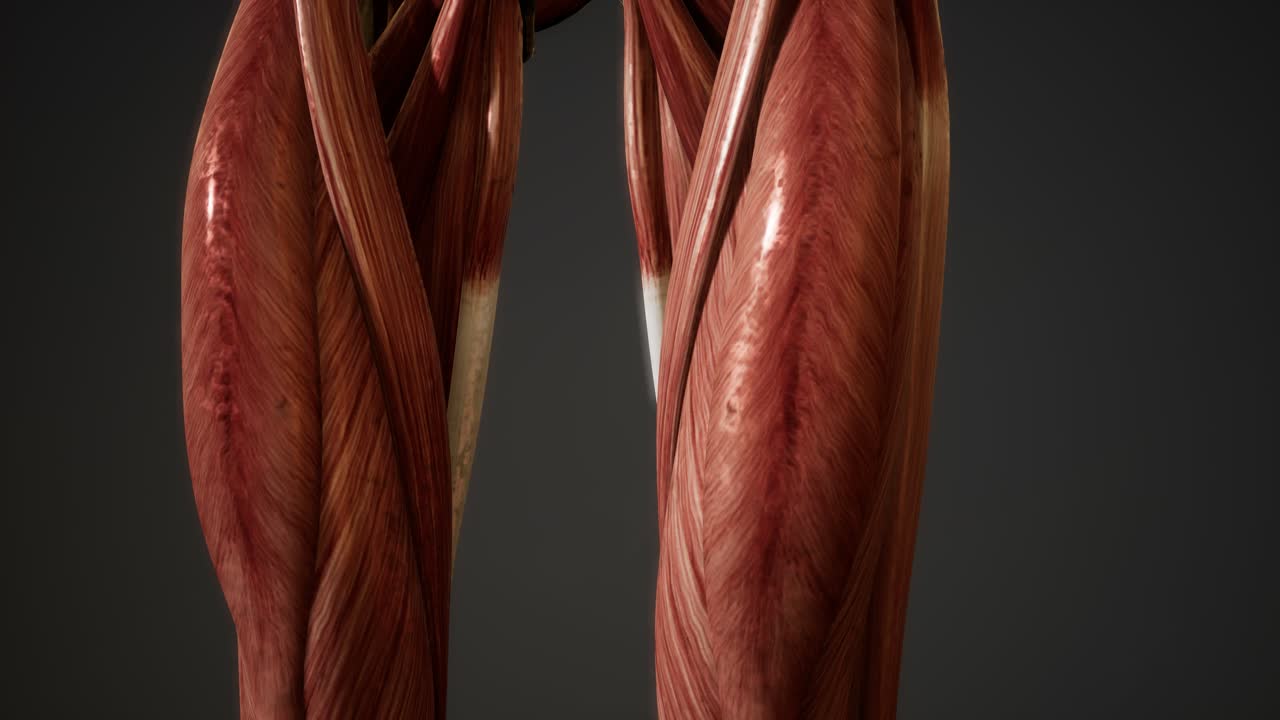 인간 신체 애니메이션의 근육 시스템