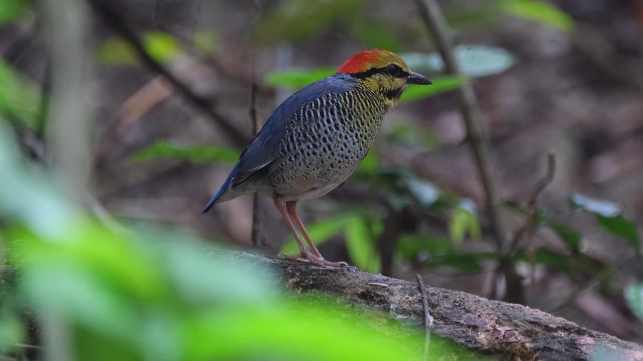 visto en lo profundo del bosque de pie en un tronco podrido mirando a la derecha, pitta azul hydrornis cyaneus, tailandia