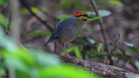 seen deep in the forest standing on a rotten log looking to the right, blue pitta hydrornis cyaneus, thailand