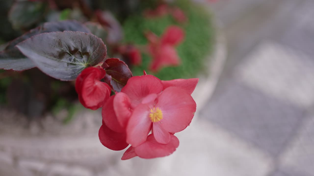vibrant red begonia flower in focus with gentle bokeh background