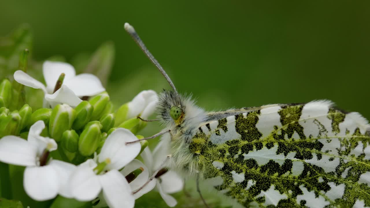 Close-up kupu-kupu Orange-Tip betina, Anthocharis cardamines, bertengger di bunga Garlic Mustard, Alliaria petiolata. Musim semi. Inggris.