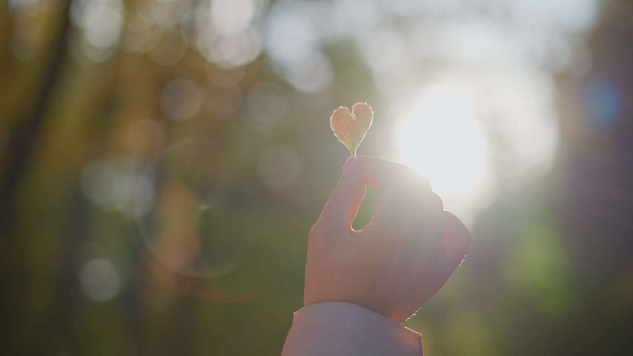 close up of person holding heart shaped leaf against bright sunlight with warm glow radiating through leaf, bokeh blur of autumn foliage with light rays illuminating hand