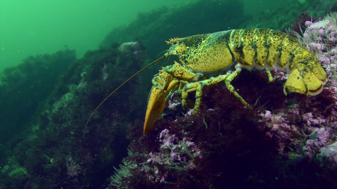 Lobster underwater walking on the bottom of the ocean.