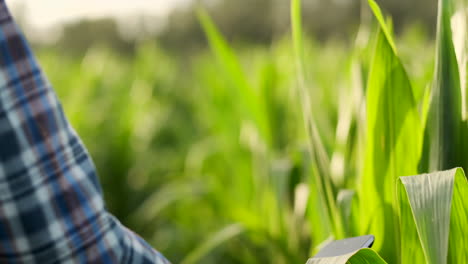 Close-up-of-lens-flare:-farmer's-Hands-holding-a-tablet-computer-and-touch-and-inspect-the-leaves-of-the-shoots-of-the-future-crop-sending-agronomists-to-study-the-gene-of-modified-products.-Preparation-of-products-for-growing-on-Mars.