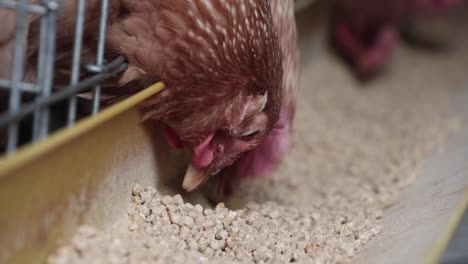 hens eating their food in the tray inside a henhouse