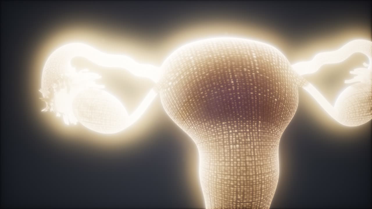 여성 생식기 체계 해부학