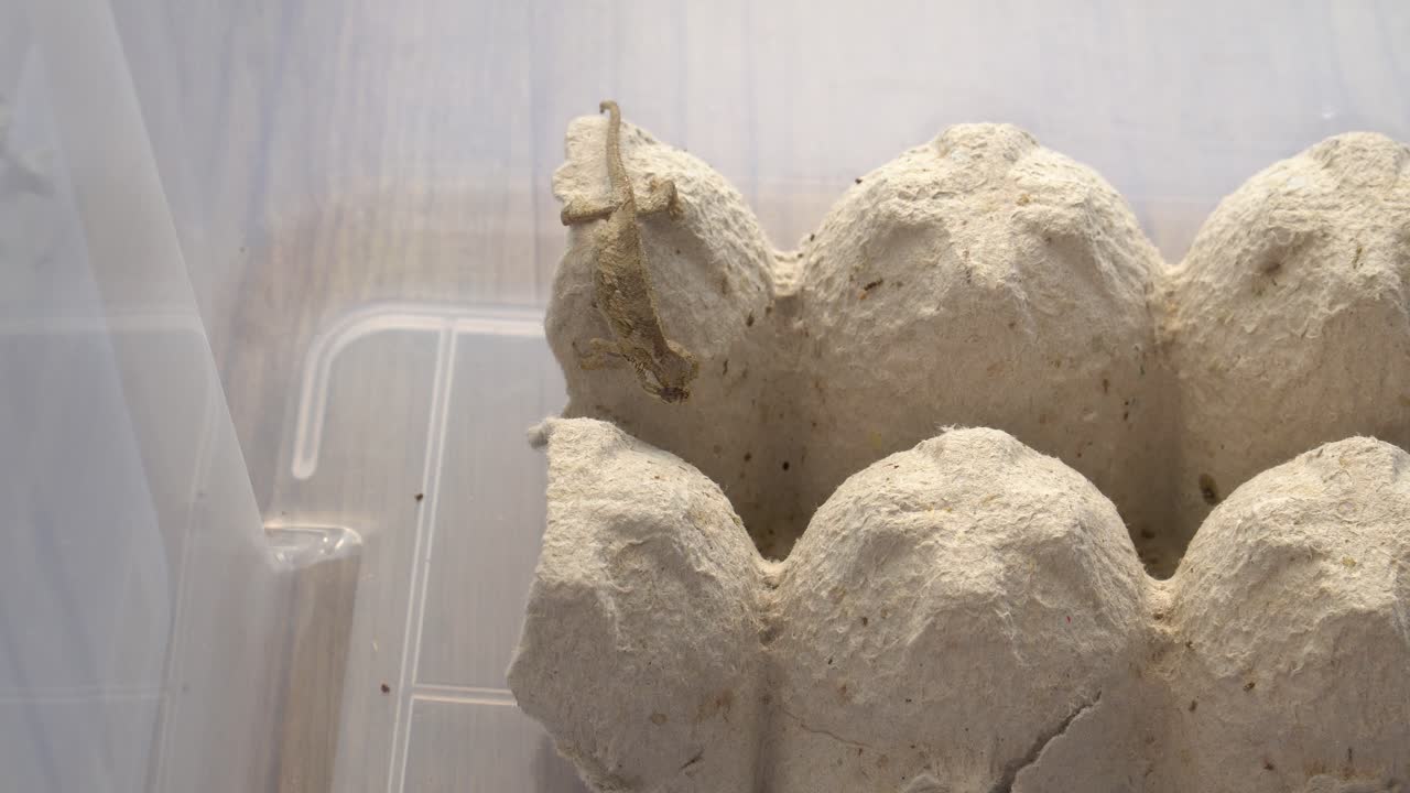 핀헤드 귀뚜라미를 사냥하는 아기 잭슨 카멜레온