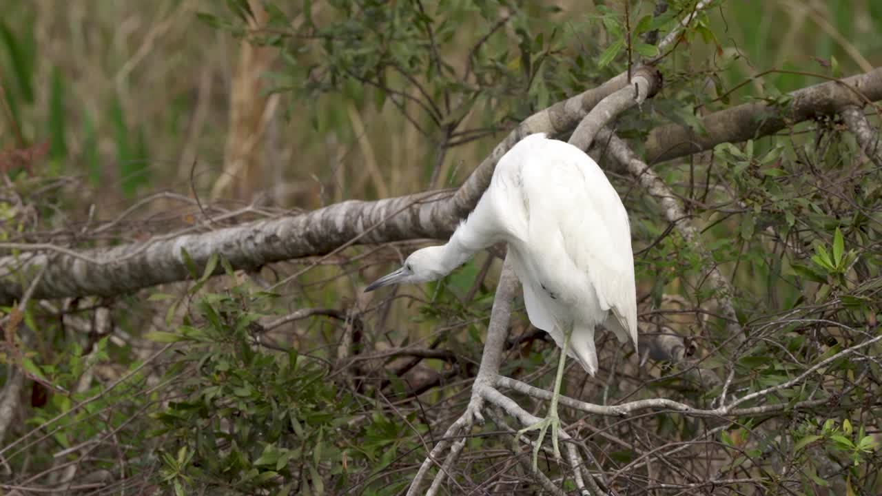 garza azul inmadura parada en una rama de la pierna mirando alrededor de los alrededores