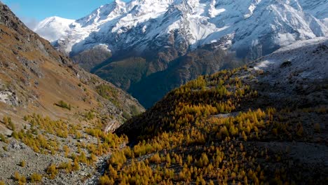 Sobrevuelo-Aéreo-Sobre-Un-Bosque-De-Valle-Con-Alerces-Amarillos-En-La-Región-De-Valais-De-Los-Alpes-Suizos-En-El-Pico-Del-Otoño-Dorado-Con-Una-Vista-Panorámica-De-Nadelhorn,-Dom-Y-Taschhorn-Nevados-En-La-Distancia