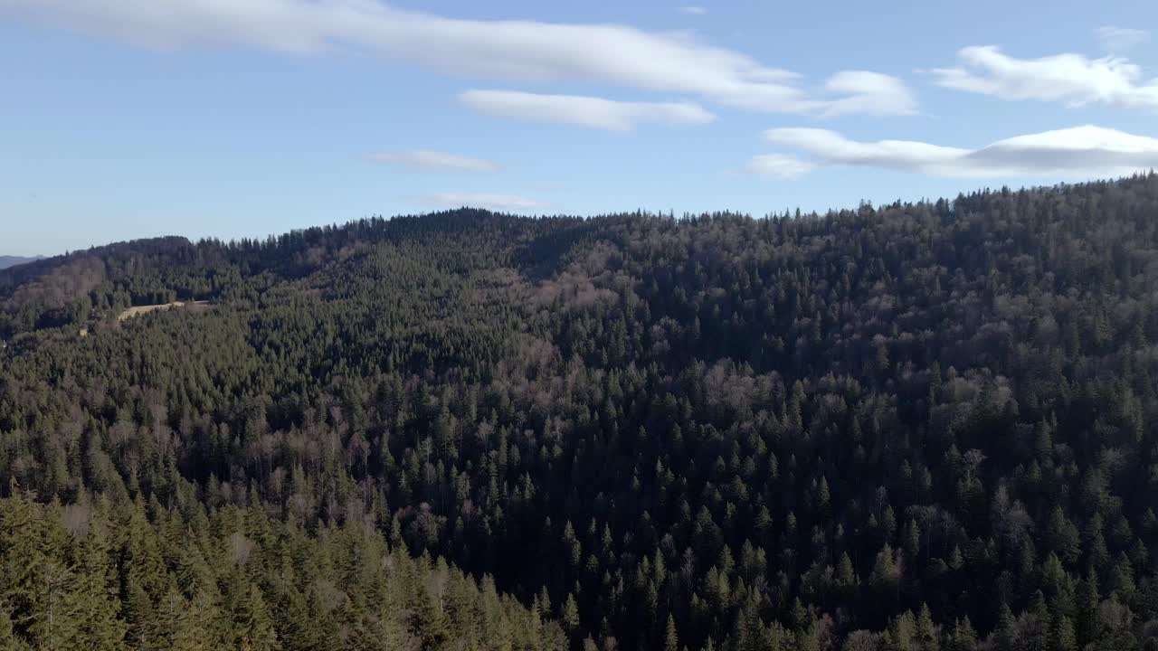 bosque de espesura en las montañas del macizo de ceahlău en rumania
