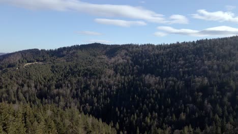 Thicket-Forest-In-The-Mountains-Of-Ceahlău-Massif-In-Romania