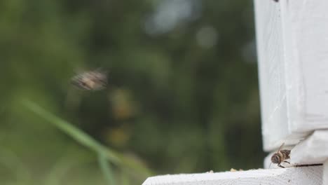 the camera is focused on the entrance to a white beehive