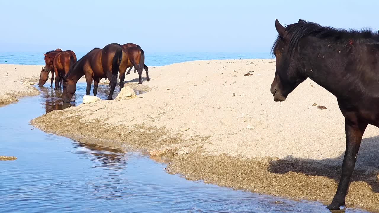 Wild Horses Quench Their Thirst on a Canal Beach Near the Seaside, Capturing the Serenity of Nature's Harmony