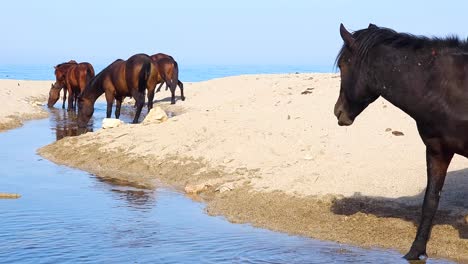 Los-Caballos-Salvajes-Sacian-Su-Sed-En-La-Playa-De-Un-Canal-Cerca-De-La-Costa,-Capturando-La-Serenidad-De-La-Armonía-De-La-Naturaleza.