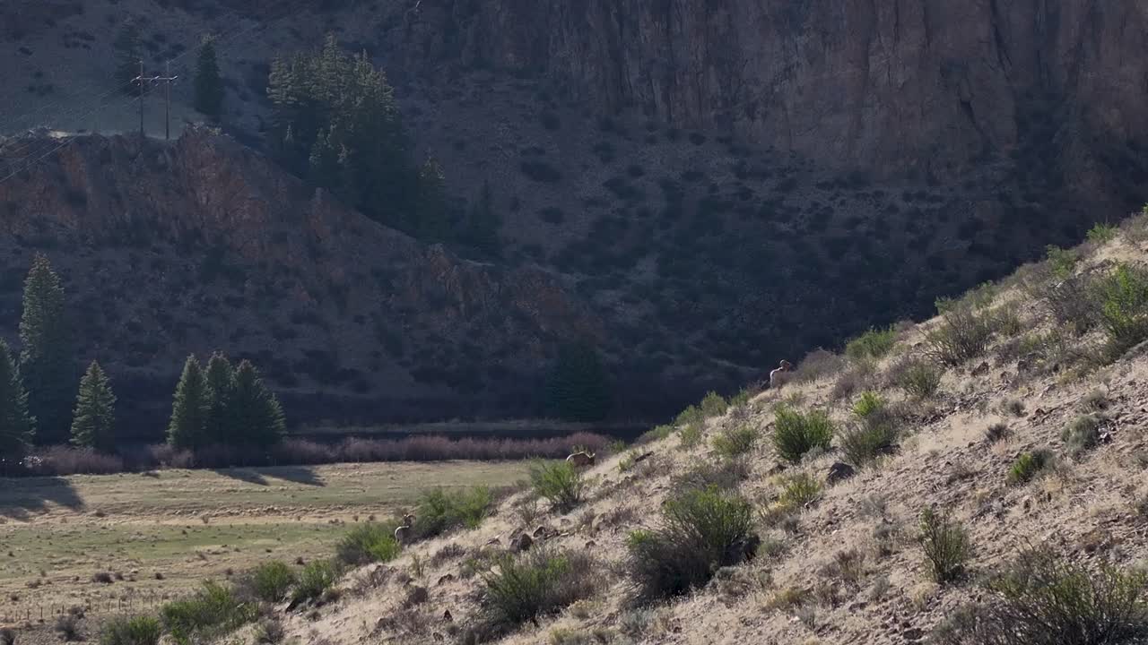 A beautiful and cinematic 70mm aerial shot of a herd of bighorn sheep, including "Rams", trekking up the side of a steep incline in the Rock Mountains, near the infamous town of Creede, Colorado.