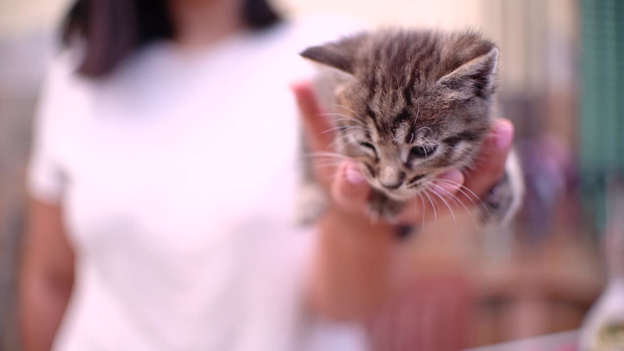 Cute small baby cats litter at basket learning to walk outdoors