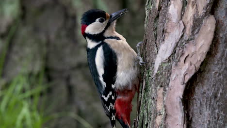 Gran-Pájaro-Carpintero-Moviéndose-En-Un-árbol,-Mostrando-Su-Lengua-Que-Sobresale-40-Mm-Más-Allá-De-La-Punta-De-Su-Pico