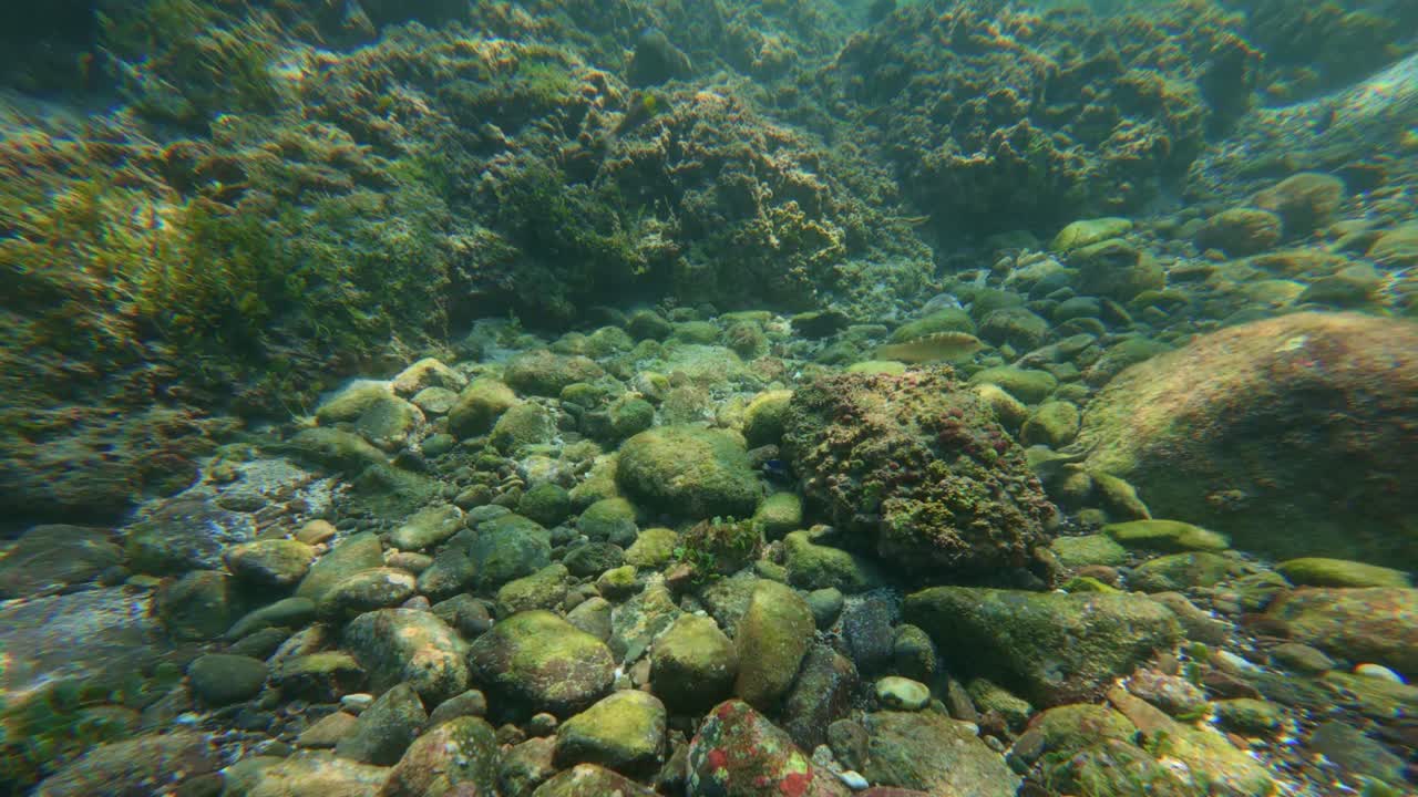 Explore the serene underwater landscape of Tenacatica, Jalisco. This dynamic shot captures a vibrant, rocky seabed with corals, creating a mesmerizing, natural aquatic scene