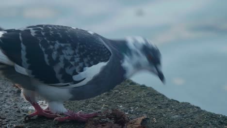 Pigeon-pecking-at-breadcrumbs-on-the-ground-on-a-bank-next-to-a-canal